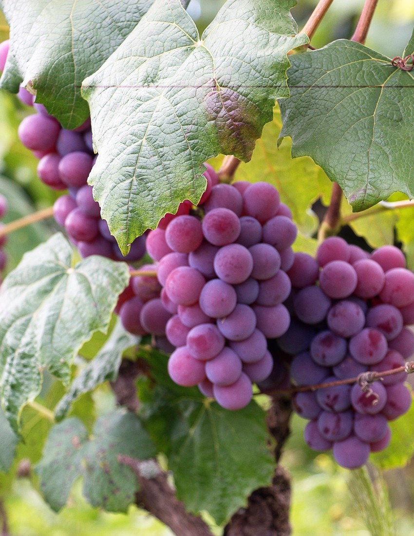 https://www.transylvania-tours.ro/files/pages/462_Wine_grapes.jpg